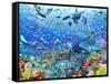 Underwater Scene-Adrian Chesterman-Framed Stretched Canvas