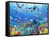 Underwater Scene-Adrian Chesterman-Framed Stretched Canvas