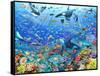 Underwater Scene-Adrian Chesterman-Framed Stretched Canvas