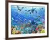 Underwater Scene-Adrian Chesterman-Framed Art Print