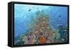 Underwater Scenic of Fish and Coral, Raja Ampat, Papua, Indonesia-Jaynes Gallery-Framed Stretched Canvas