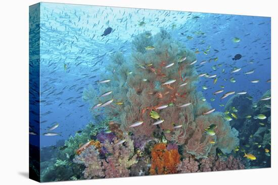 Underwater Scenic of Fish and Coral, Raja Ampat, Papua, Indonesia-Jaynes Gallery-Stretched Canvas