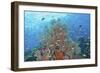 Underwater Scenic of Fish and Coral, Raja Ampat, Papua, Indonesia-Jaynes Gallery-Framed Photographic Print