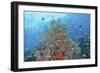 Underwater Scenic of Fish and Coral, Raja Ampat, Papua, Indonesia-Jaynes Gallery-Framed Photographic Print