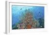 Underwater Scenic of Fish and Coral, Raja Ampat, Papua, Indonesia-Jaynes Gallery-Framed Photographic Print