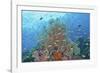 Underwater Scenic of Fish and Coral, Raja Ampat, Papua, Indonesia-Jaynes Gallery-Framed Photographic Print