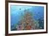 Underwater Scenic of Fish and Coral, Raja Ampat, Papua, Indonesia-Jaynes Gallery-Framed Photographic Print