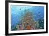 Underwater Scenic of Fish and Coral, Raja Ampat, Papua, Indonesia-Jaynes Gallery-Framed Photographic Print