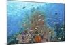 Underwater Scenic of Fish and Coral, Raja Ampat, Papua, Indonesia-Jaynes Gallery-Mounted Photographic Print