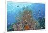 Underwater Scenic of Fish and Coral, Raja Ampat, Papua, Indonesia-Jaynes Gallery-Framed Photographic Print