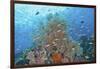 Underwater Scenic of Fish and Coral, Raja Ampat, Papua, Indonesia-Jaynes Gallery-Framed Photographic Print