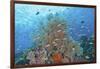 Underwater Scenic of Fish and Coral, Raja Ampat, Papua, Indonesia-Jaynes Gallery-Framed Photographic Print