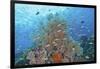 Underwater Scenic of Fish and Coral, Raja Ampat, Papua, Indonesia-Jaynes Gallery-Framed Photographic Print