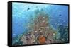 Underwater Scenic of Fish and Coral, Raja Ampat, Papua, Indonesia-Jaynes Gallery-Framed Stretched Canvas