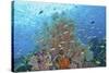 Underwater Scenic of Fish and Coral, Raja Ampat, Papua, Indonesia-Jaynes Gallery-Stretched Canvas