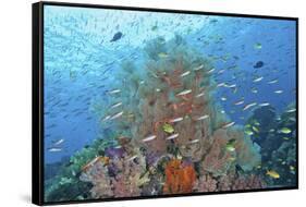 Underwater Scenic of Fish and Coral, Raja Ampat, Papua, Indonesia-Jaynes Gallery-Framed Stretched Canvas