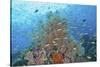 Underwater Scenic of Fish and Coral, Raja Ampat, Papua, Indonesia-Jaynes Gallery-Stretched Canvas