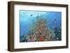 Underwater Scenic of Fish and Coral, Raja Ampat, Papua, Indonesia-Jaynes Gallery-Framed Photographic Print