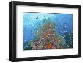 Underwater Scenic of Fish and Coral, Raja Ampat, Papua, Indonesia-Jaynes Gallery-Framed Photographic Print