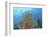 Underwater Scenic of Fish and Coral, Raja Ampat, Papua, Indonesia-Jaynes Gallery-Framed Photographic Print