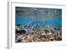 Underwater, School of Surgeonfish, Snorkler-Catharina Lux-Framed Photographic Print