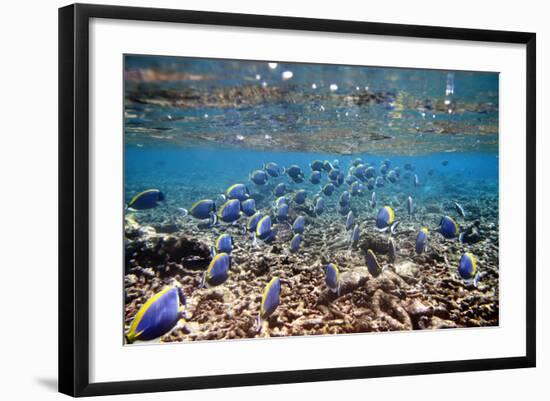 Underwater, School of Surgeonfish, Snorkler-Catharina Lux-Framed Photographic Print