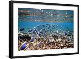 Underwater, School of Surgeonfish, Snorkler-Catharina Lux-Framed Photographic Print