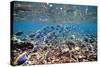 Underwater, School of Surgeonfish, Snorkler-Catharina Lux-Stretched Canvas