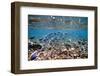 Underwater, School of Surgeonfish, Snorkler-Catharina Lux-Framed Photographic Print