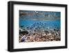 Underwater, School of Surgeonfish, Snorkler-Catharina Lux-Framed Photographic Print