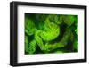 Underwater sea life near airport and Laha Village, Ambon Island, Banda Sea, Indonesia-Stuart Westmorland-Framed Photographic Print