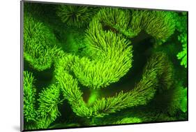 Underwater sea life near airport and Laha Village, Ambon Island, Banda Sea, Indonesia-Stuart Westmorland-Mounted Photographic Print