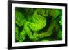 Underwater sea life near airport and Laha Village, Ambon Island, Banda Sea, Indonesia-Stuart Westmorland-Framed Photographic Print