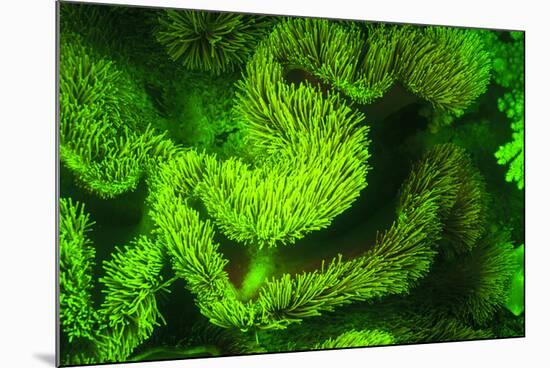 Underwater sea life near airport and Laha Village, Ambon Island, Banda Sea, Indonesia-Stuart Westmorland-Mounted Photographic Print