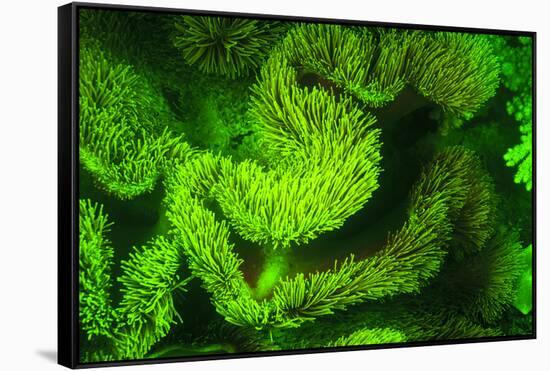 Underwater sea life near airport and Laha Village, Ambon Island, Banda Sea, Indonesia-Stuart Westmorland-Framed Stretched Canvas