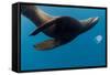 Underwater Sea Lion, Diego Ramirez Island, Chile-null-Framed Stretched Canvas