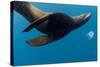 Underwater Sea Lion, Diego Ramirez Island, Chile-null-Stretched Canvas