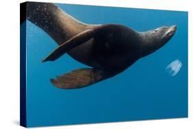 Underwater Sea Lion, Diego Ramirez Island, Chile-null-Stretched Canvas