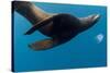 Underwater Sea Lion, Diego Ramirez Island, Chile-null-Stretched Canvas