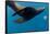 Underwater Sea Lion, Diego Ramirez Island, Chile-null-Framed Stretched Canvas