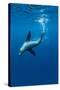 Underwater Sea Lion, Diego Ramirez Island, Chile-Paul Souders-Stretched Canvas