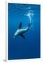 Underwater Sea Lion, Diego Ramirez Island, Chile-Paul Souders-Framed Premium Photographic Print