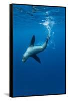 Underwater Sea Lion, Diego Ramirez Island, Chile-Paul Souders-Framed Stretched Canvas