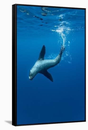 Underwater Sea Lion, Diego Ramirez Island, Chile-Paul Souders-Framed Stretched Canvas