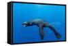 Underwater Sea Lion, Diego Ramirez Island, Chile-Paul Souders-Framed Stretched Canvas