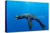 Underwater Sea Lion, Diego Ramirez Island, Chile-Paul Souders-Stretched Canvas