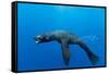 Underwater Sea Lion, Diego Ramirez Island, Chile-Paul Souders-Framed Stretched Canvas