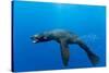 Underwater Sea Lion, Diego Ramirez Island, Chile-Paul Souders-Stretched Canvas