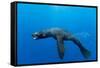 Underwater Sea Lion, Diego Ramirez Island, Chile-Paul Souders-Framed Stretched Canvas