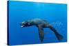 Underwater Sea Lion, Diego Ramirez Island, Chile-Paul Souders-Stretched Canvas